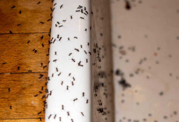 Wildlife Control Services in Rochester, MN